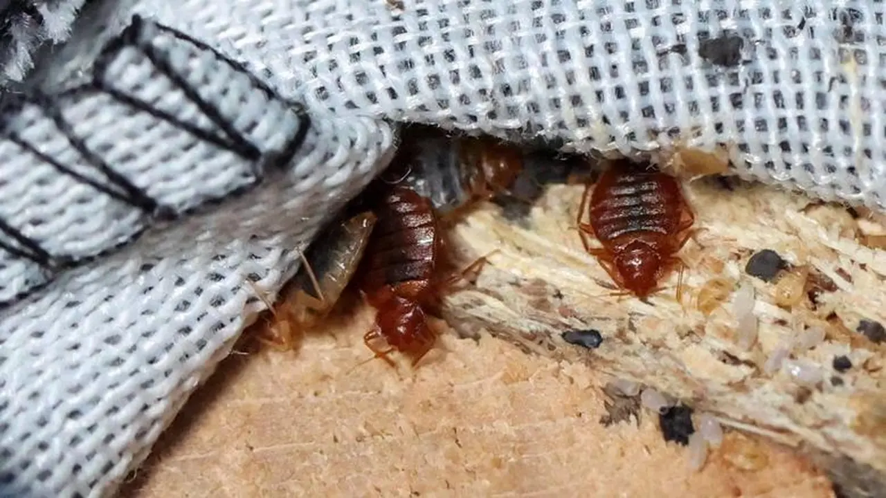 بق الفراش في بريطانيا يرتفع بنسبة 62% مع مخاوف من تفاقم الانتشار خلال أعياد الميلاد